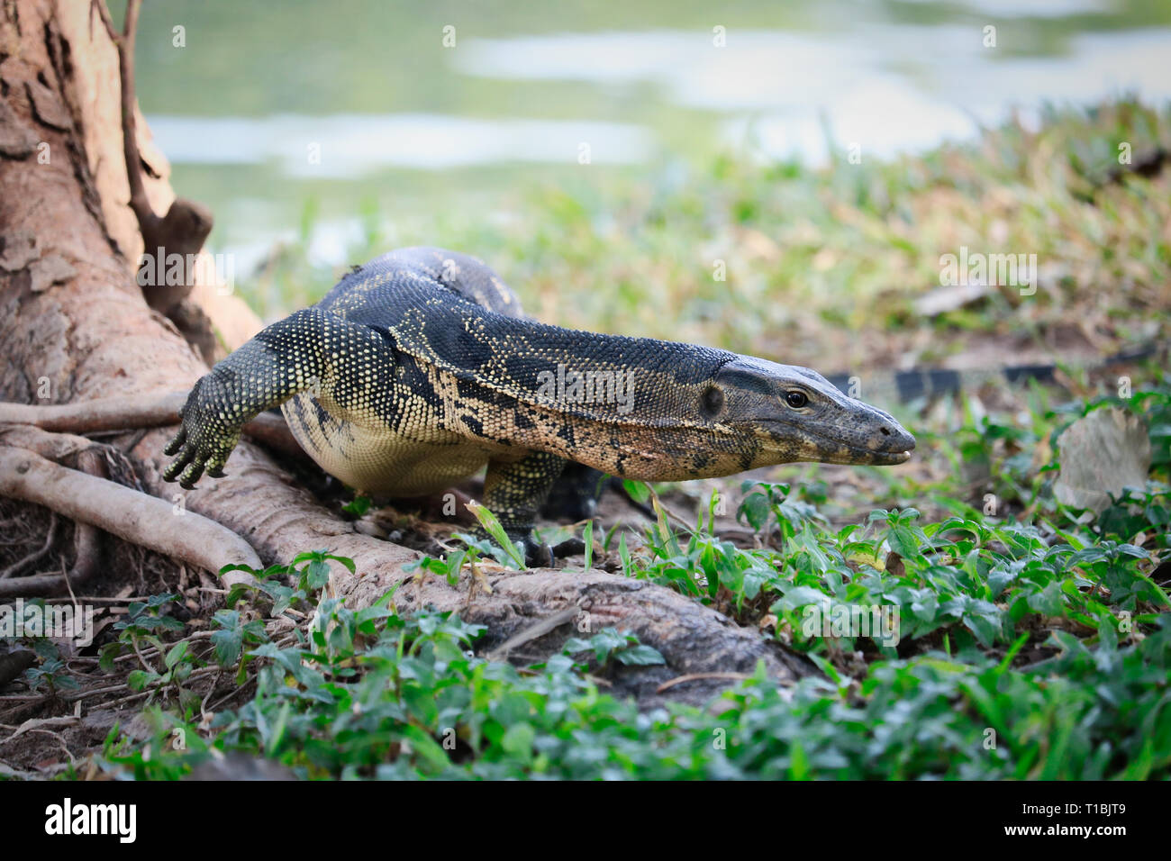 Best monitor lizards hi-res stock photography and images - Alamy