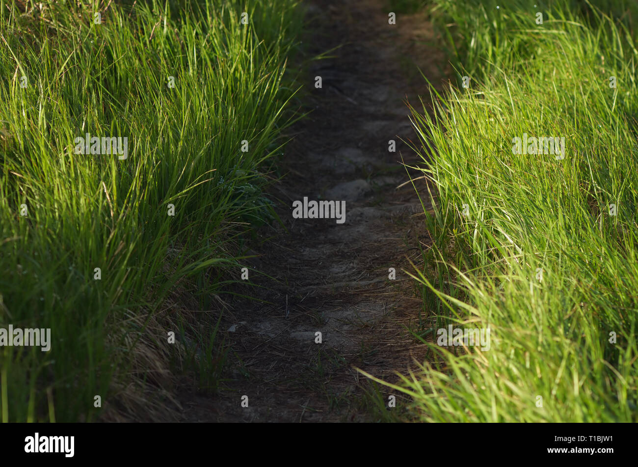Natural abstraction. The path in the lush green grass Stock Photo