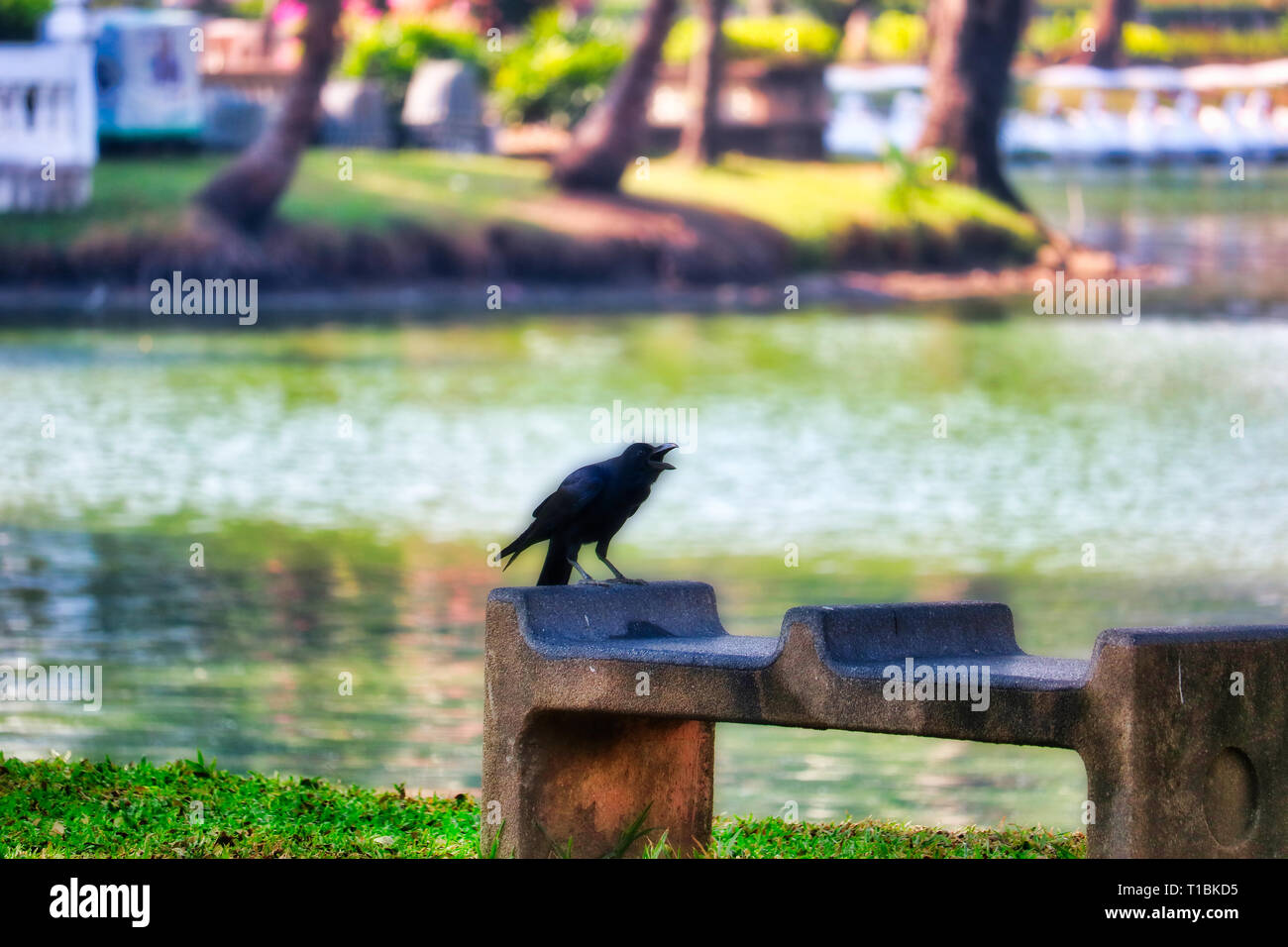 This unique picture shows a beautiful black raven. This great bird photo was taken in the lumpini park in Bangkok. Stock Photo