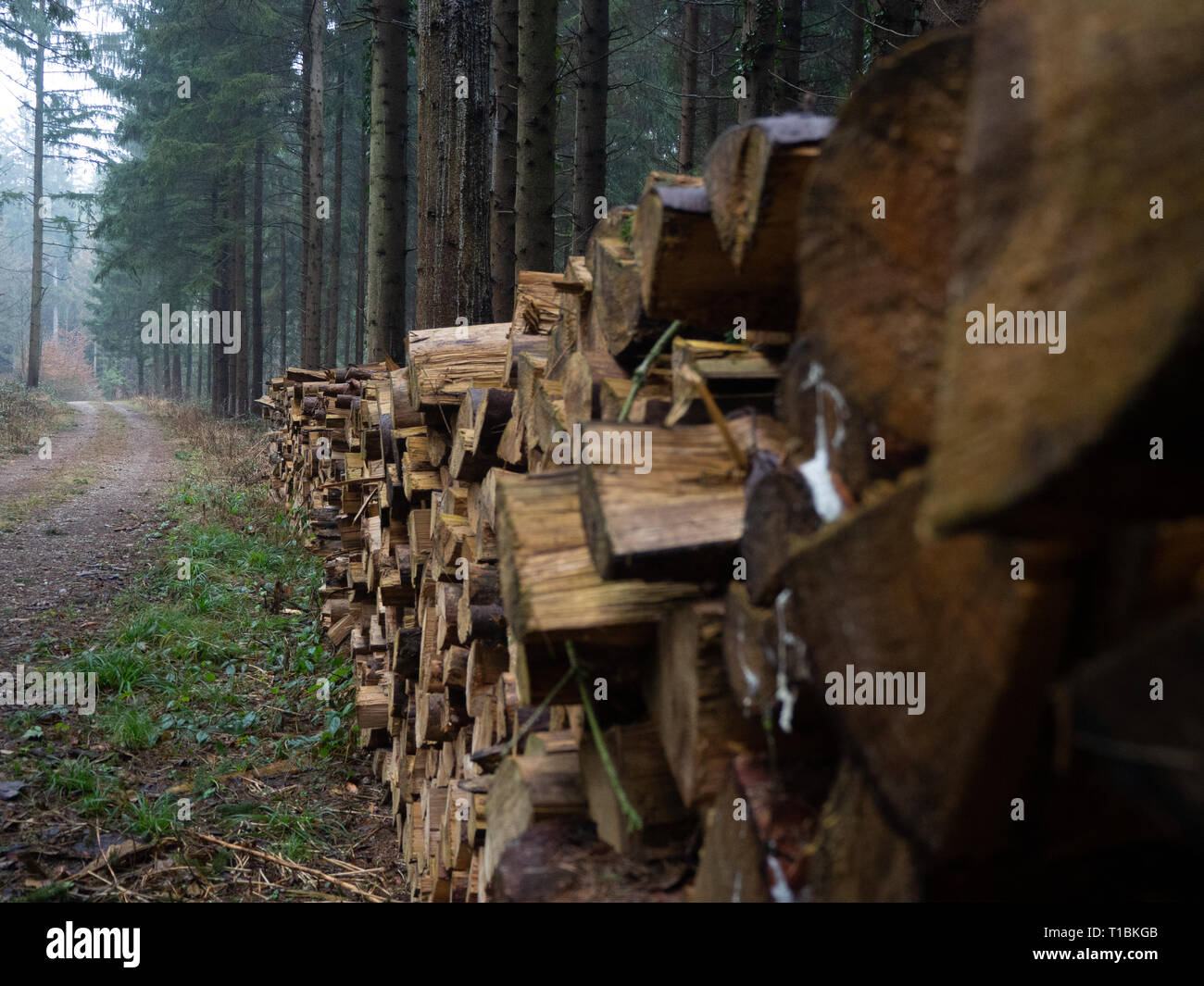 Stack of logs Stock Photo