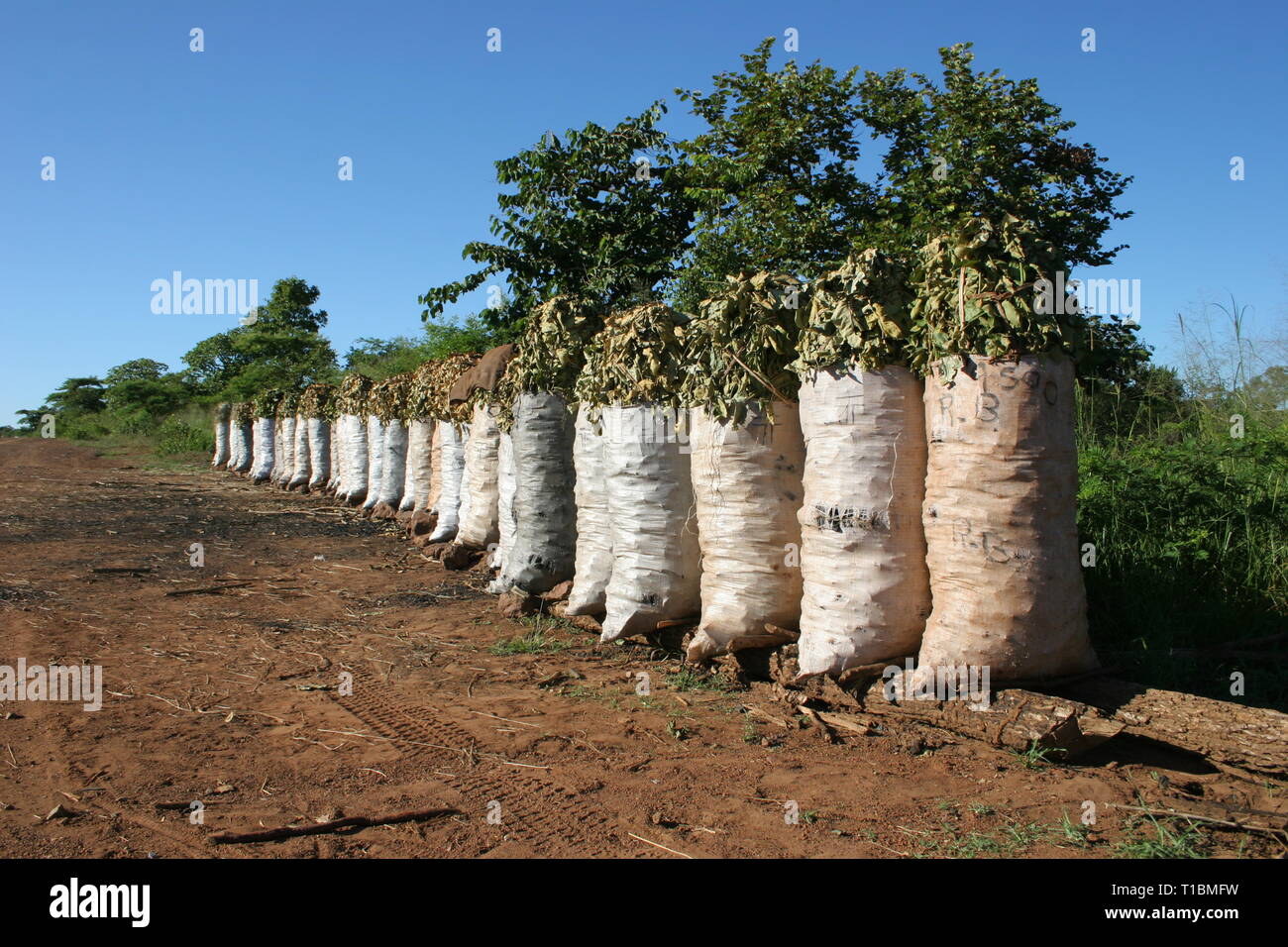 Sacks of charcoal for sale are lined up in a row by the roadside in Masindi district, Uganda. Stock Photo