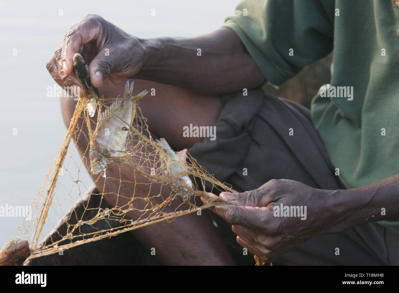 A fisherman on Lake Victoria catches three tiny immature fish using a net that is illegal, as its dimensions are too small. Stock Photo