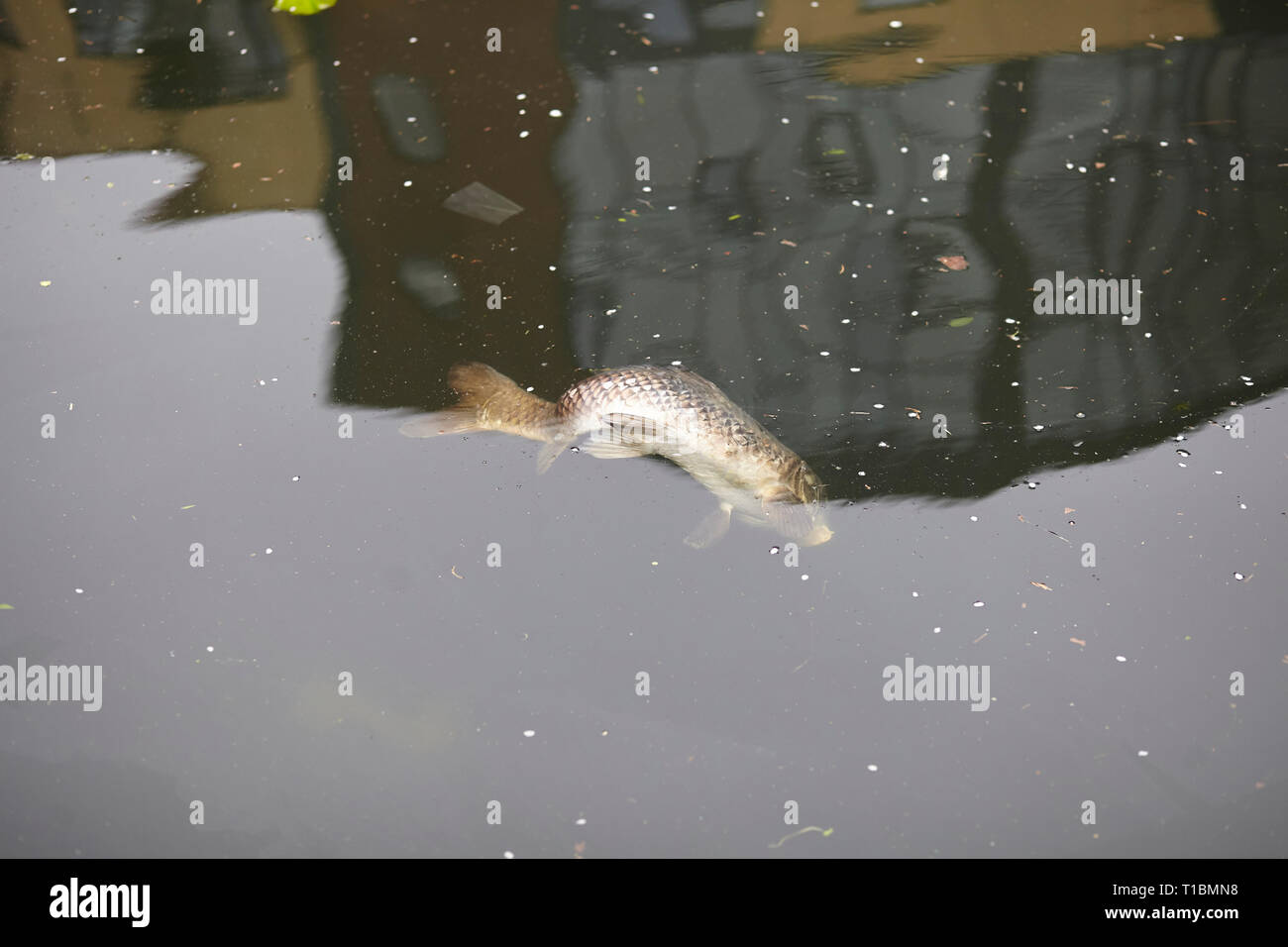 Dead fish water pollution river hires stock photography and images Alamy