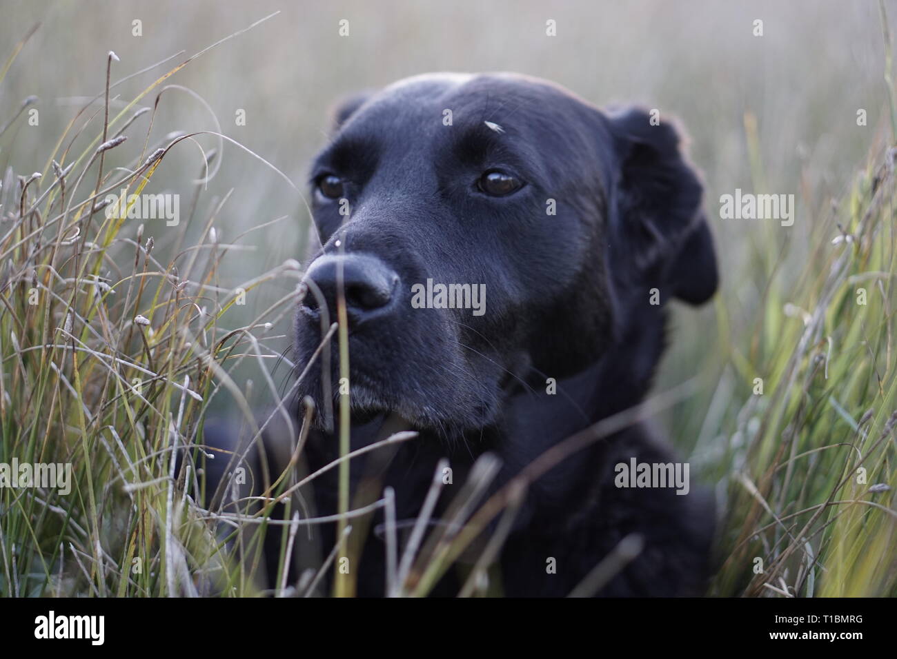 Image showcasing Dog relaxing in Grass Stock Photo - Alamy