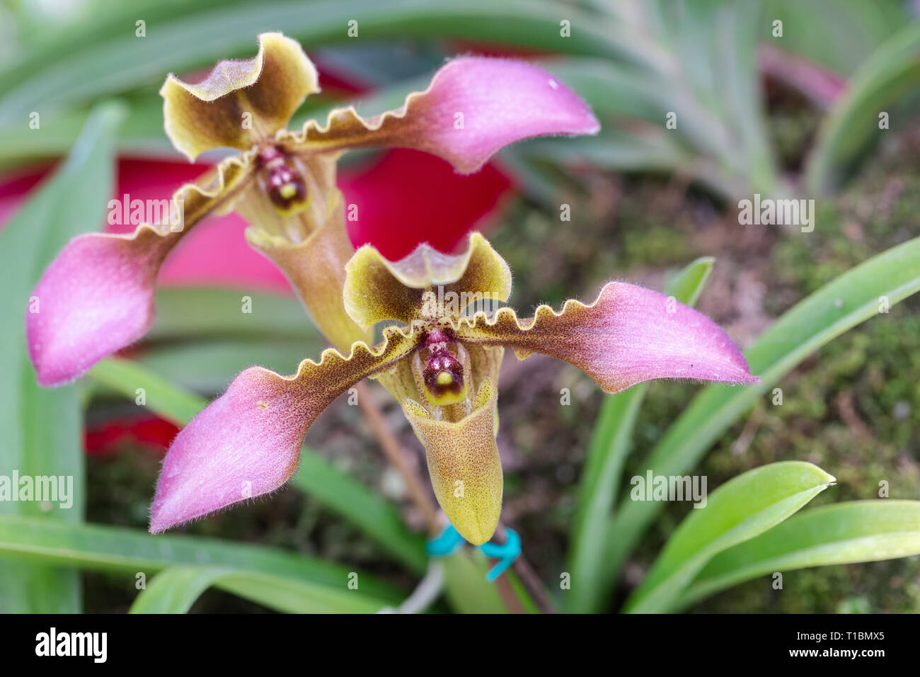 Orchid flower in orchid garden at winter or spring day for beauty and agriculture concept design. Paphiopedilum Orchidaceae. or Lady's Slipper. Stock Photo