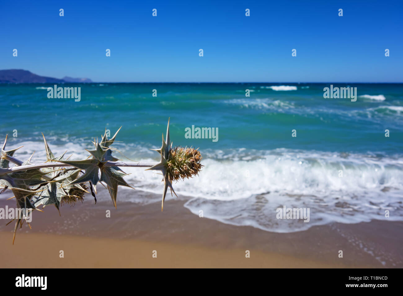 Dry thorn plant and Greek sea on Crete Stock Photo Alamy