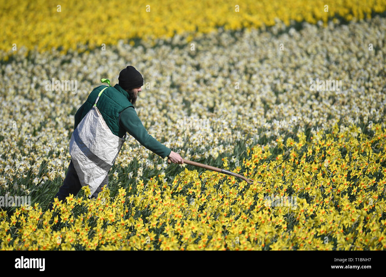 Mark Beecham removes rogue varieties from fields of daffodils at the family-run Taylors Bulbs in Holbeach in Lincolnshire, where over 35 million bulbs are planted every year. Stock Photo