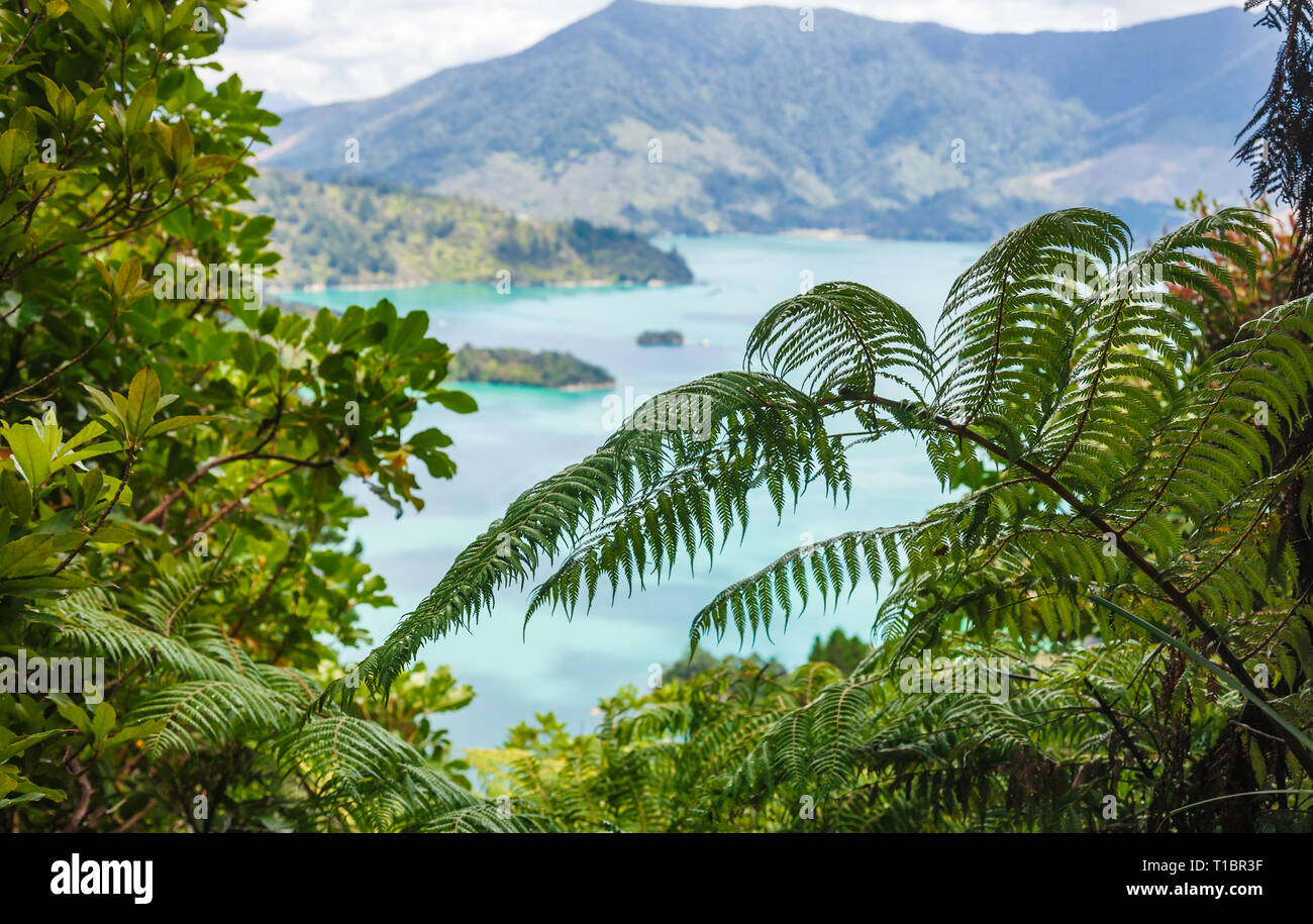Marlborough Sounds as viewed from the Queen Charlotte Track hiking trail through lush tropical greenery in South Island of New Zealand Stock Photo