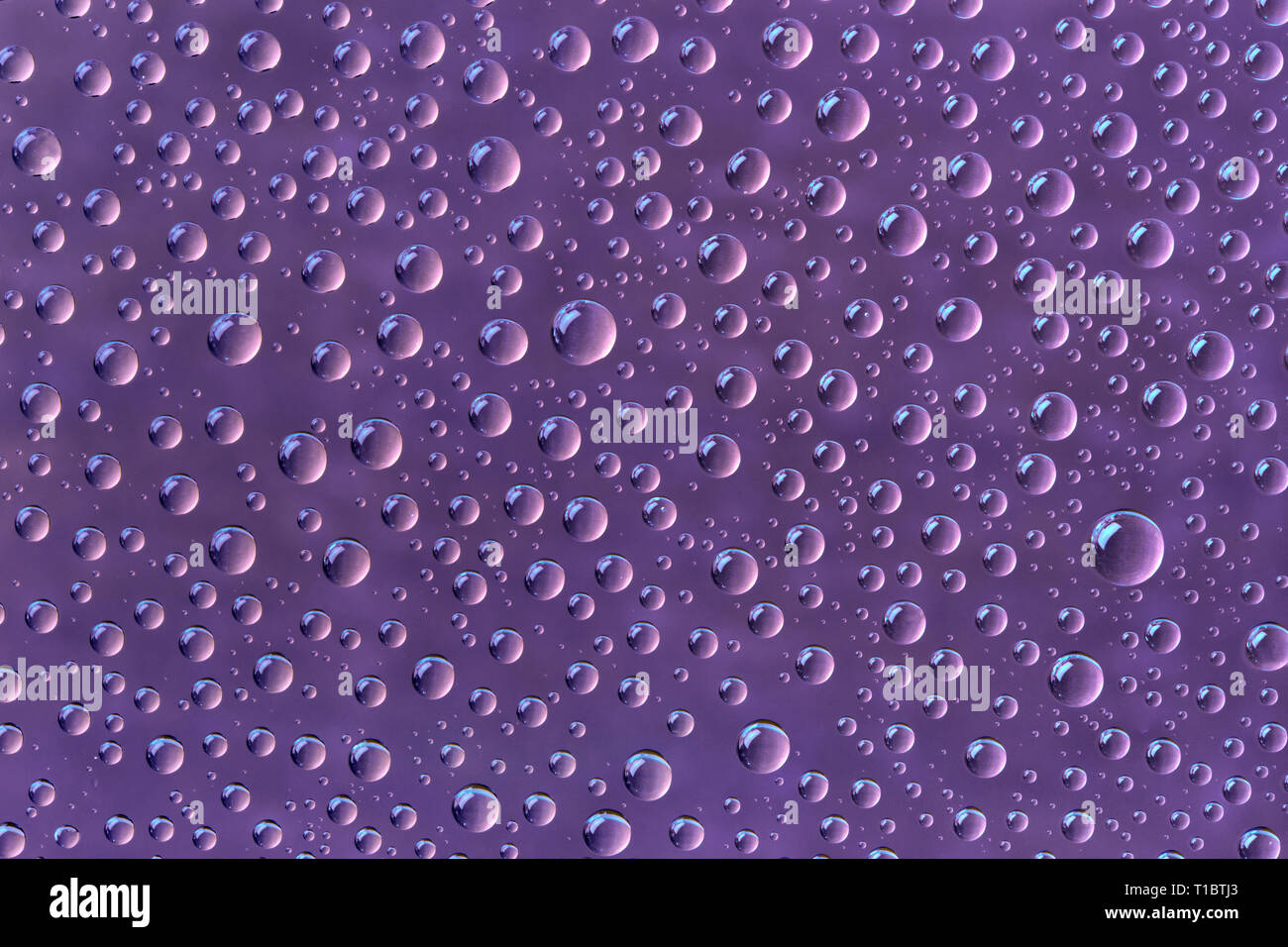 Beautiful water drops of the correct form on a purple background Stock Photo