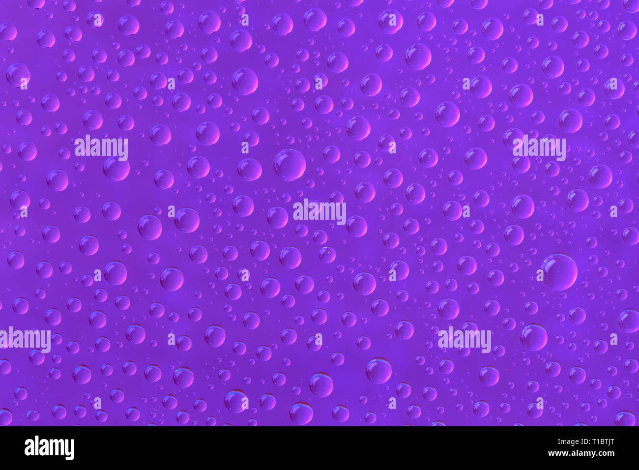 Beautiful water drops of the correct form on a bright purple background Stock Photo