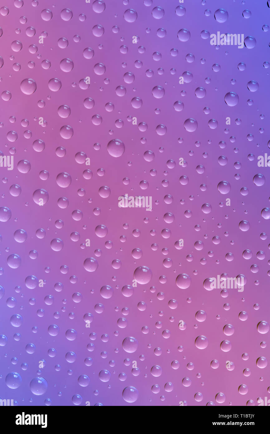 Beautiful water drops of the correct form on a gentle pink-purple background Stock Photo