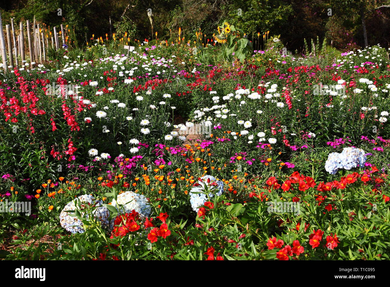 Brightly coloured flowers growing on a farm at Santa Elena near
