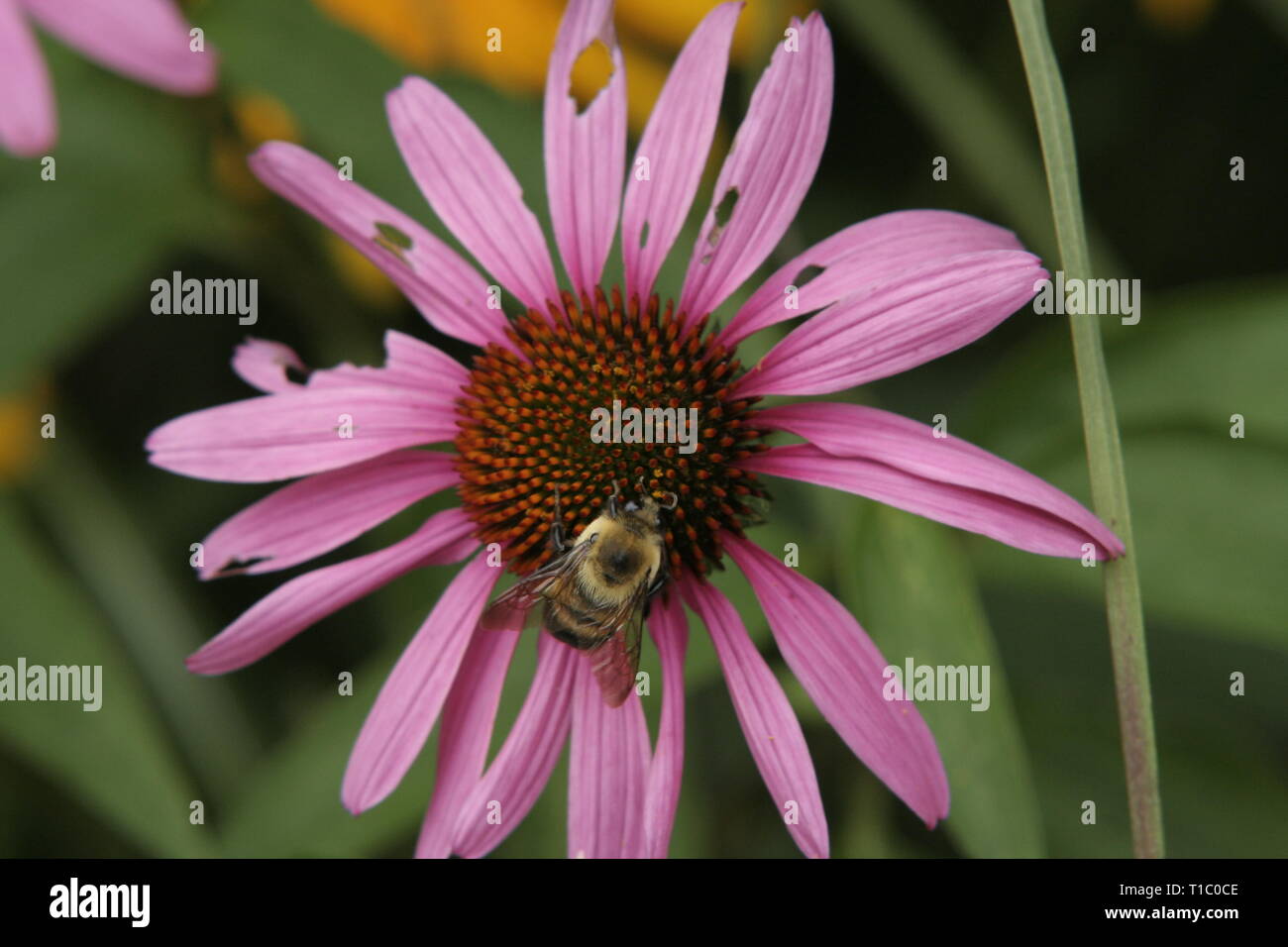 Bees on a flower Stock Photo Alamy