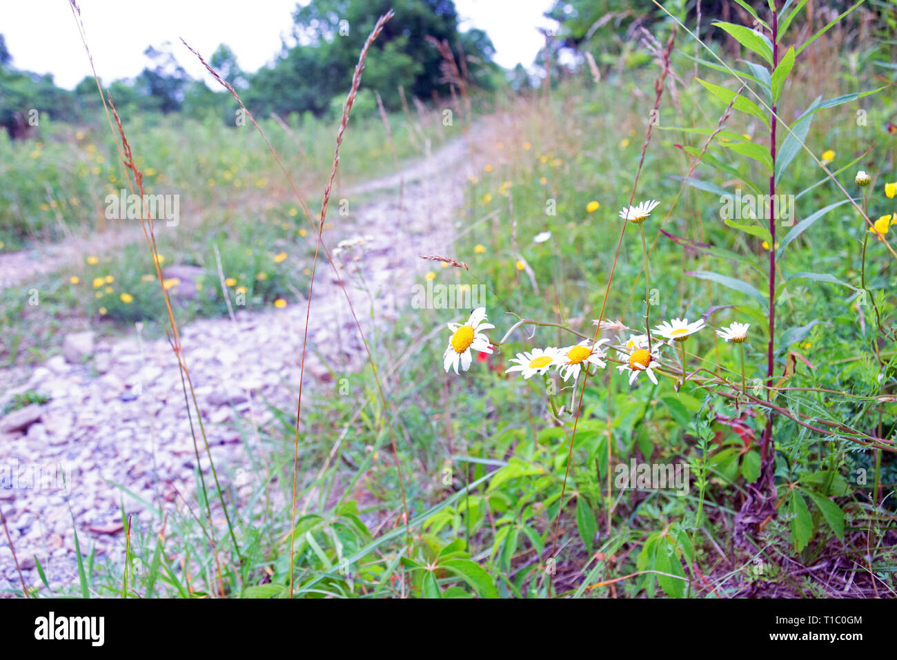 Daisies on the Road Stock Photo