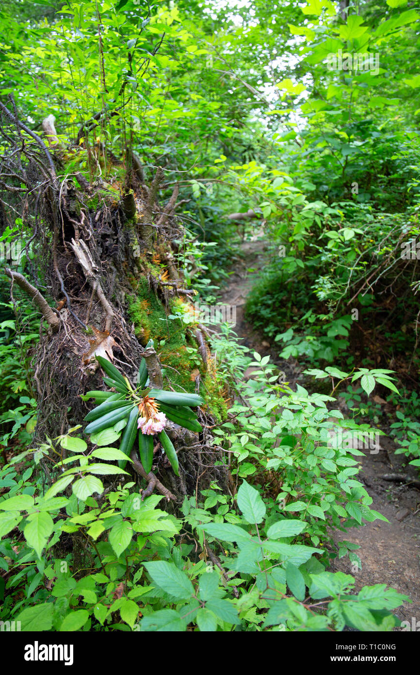 Lush green forest with fallen logs hi-res stock photography and images ...