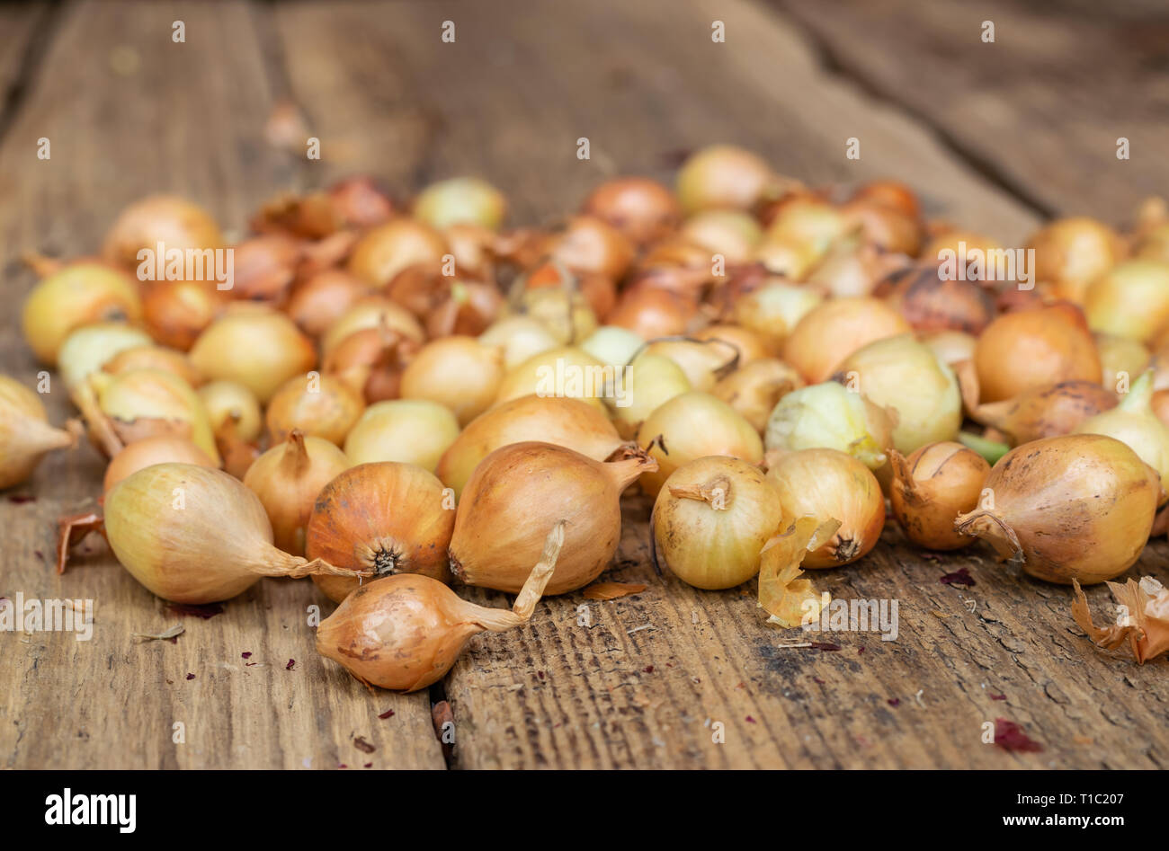 Seedlings of small yellow onions prepared for planting on a background of wooden boards. Stock Photo