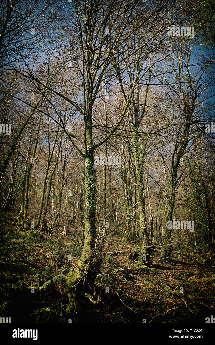 group of trees Stock Photo Alamy