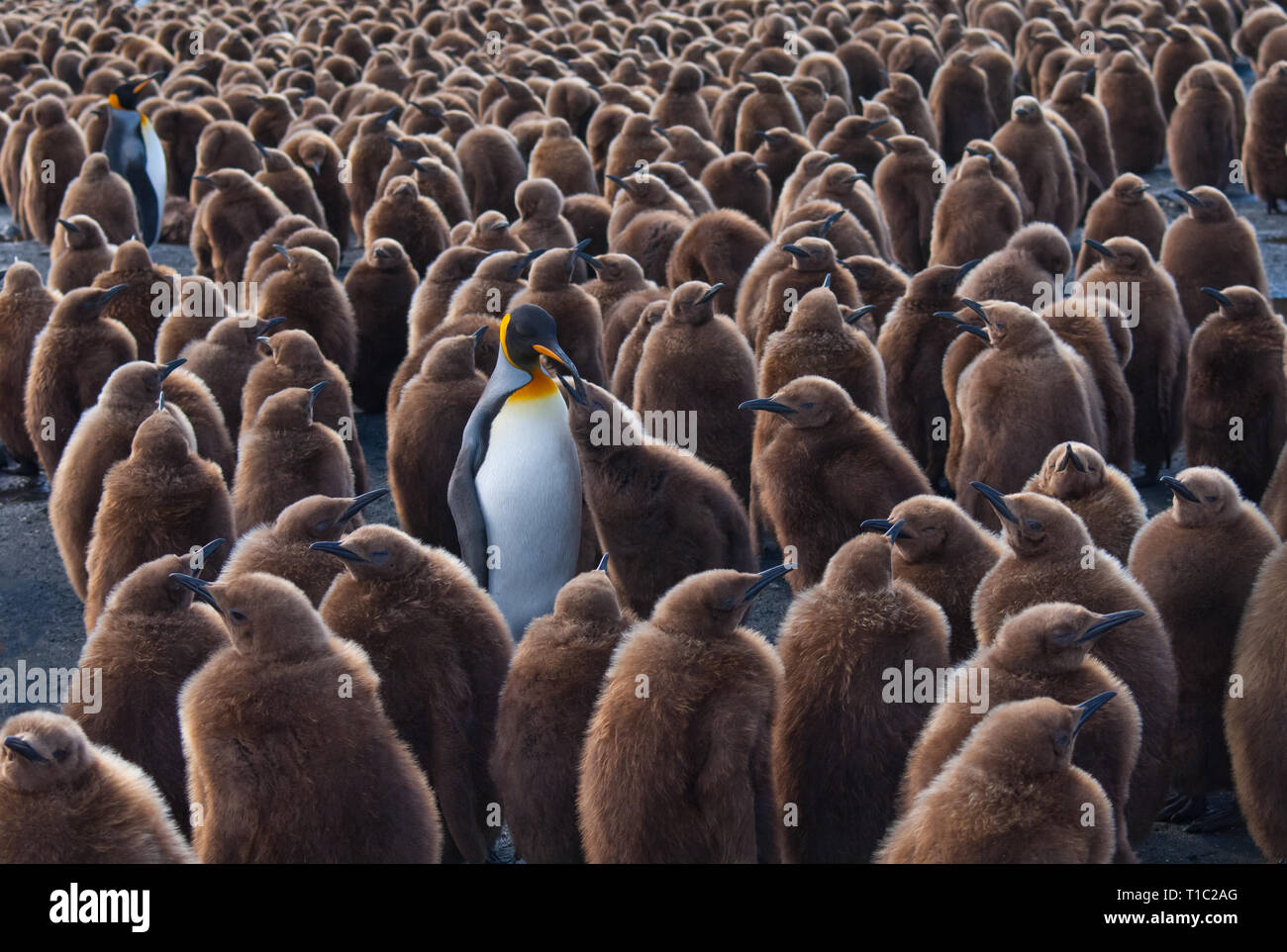 King Penguin Rookery with chicks Stock Photo - Alamy