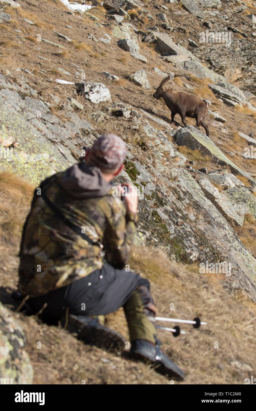 Wildlife photographer observing male Alpine ibex (Capra ibex) in autumn in the Gran Paradiso National Park, Italian Alps, Italy Stock Photo