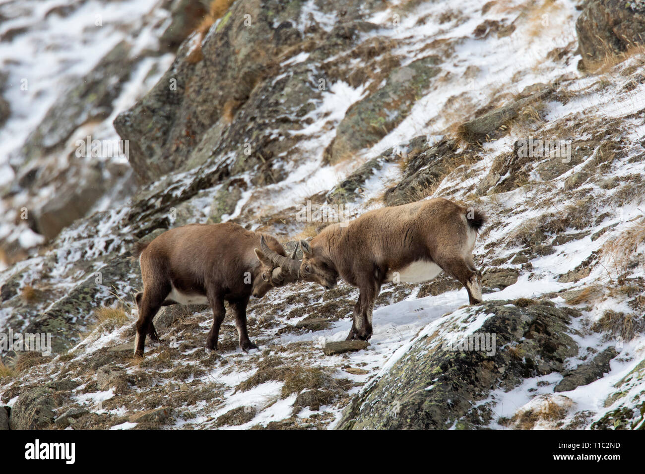 Mountain goats locking horns hires stock photography and images Alamy