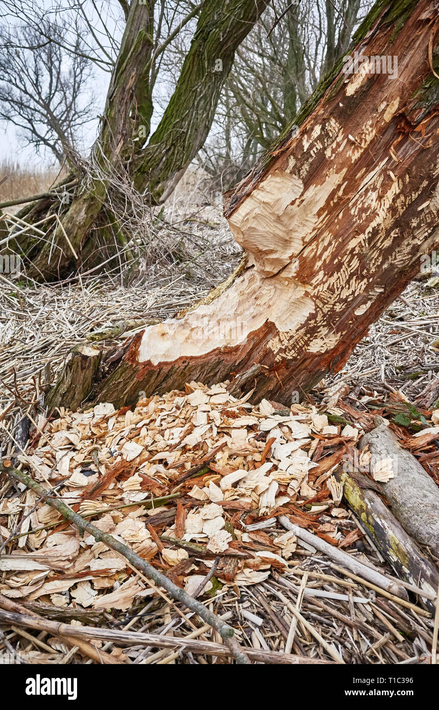 Tree gnawed by beavers with visible teeth marks and wood chips. Stock Photo