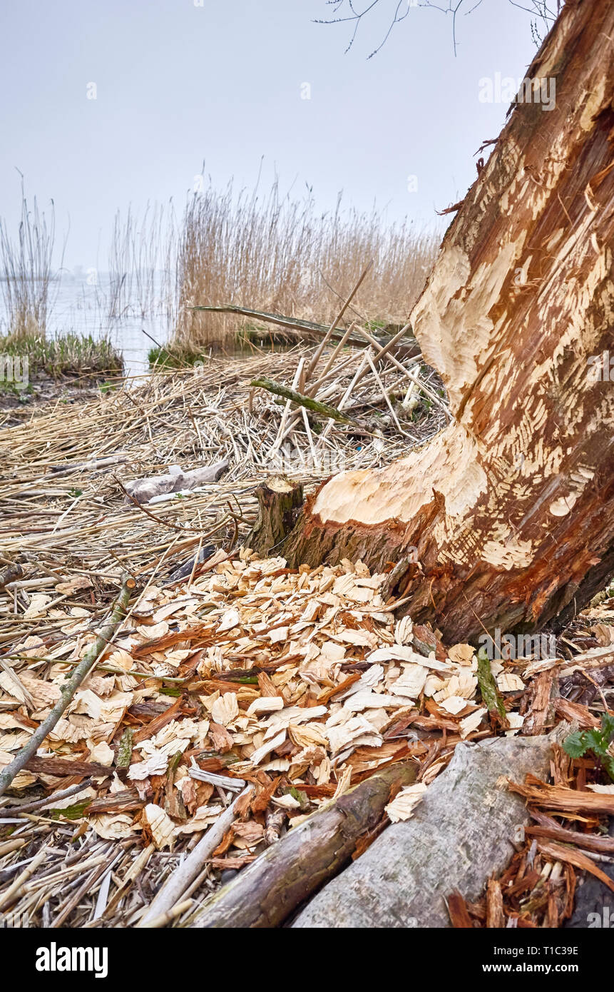 Tree gnawed by beavers with visible teeth marks and wood chips. Stock Photo