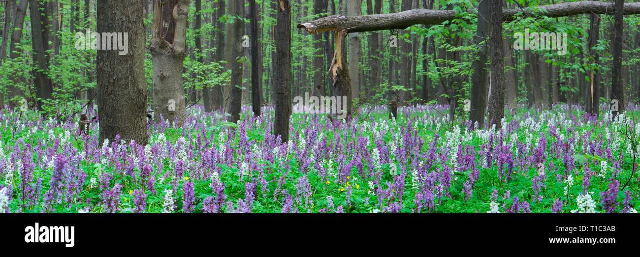 Forest landscape panorama. Spring flowers. Beauty in nature Stock Photo