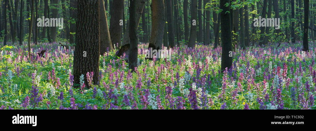 Forest landscape. Spring flowers. Beauty in nature Stock Photo