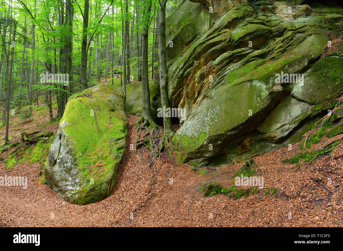 Summer landscape with fairy forest. Green moss on stones and trees with beautiful roots. Carpathians, Ukraine, Europe Stock Photo