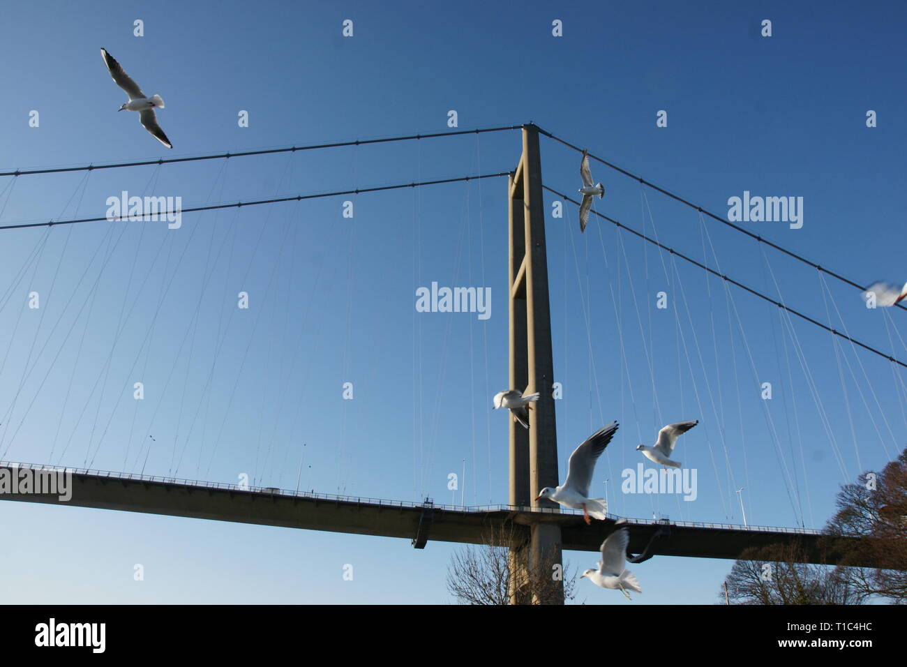 seagulls at the Humber Bridge, Stock Photo