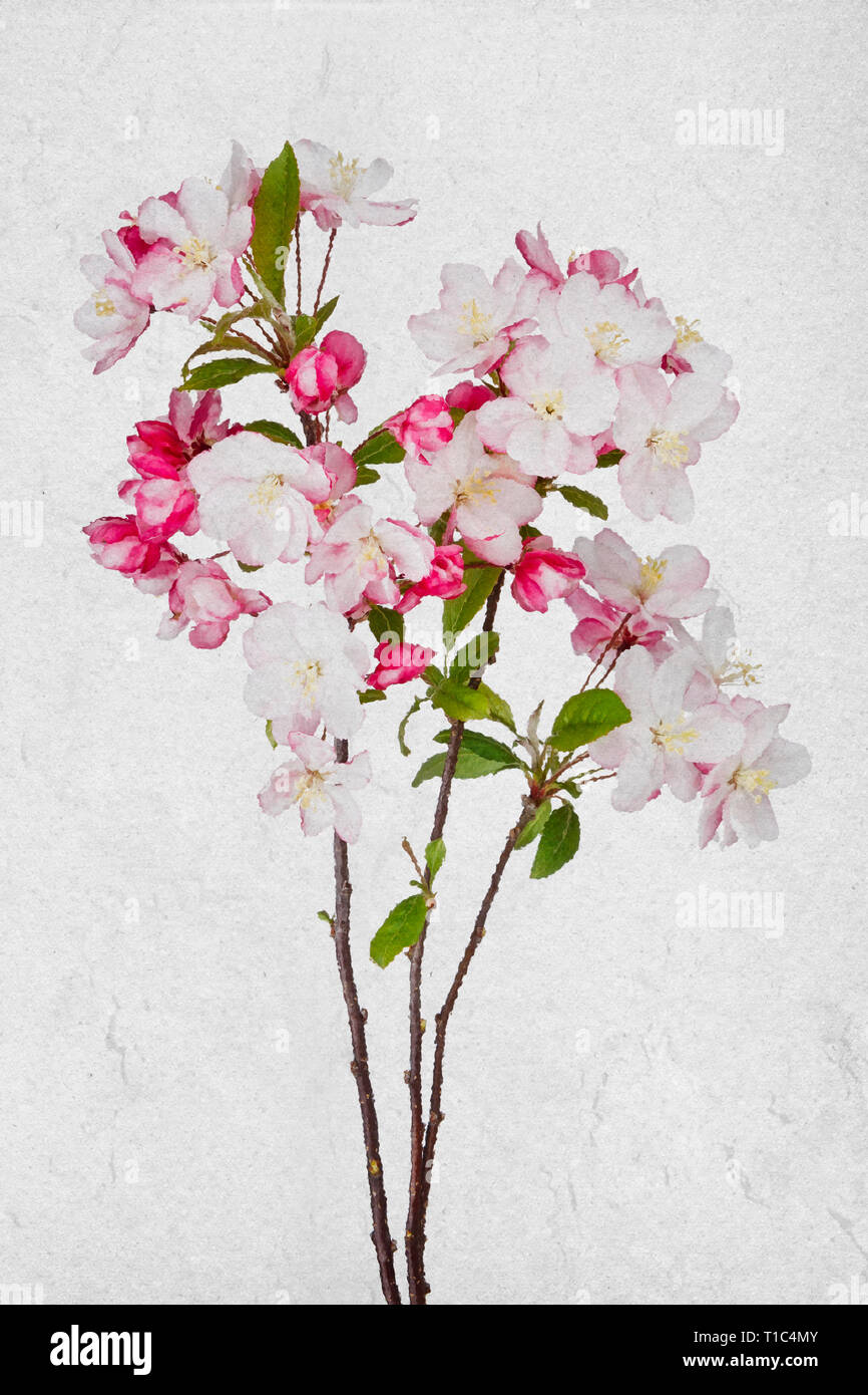 Apple blossoms open on a white background.  Brush strokes and cracked canvas textures make the still life appear as a painting. Stock Photo