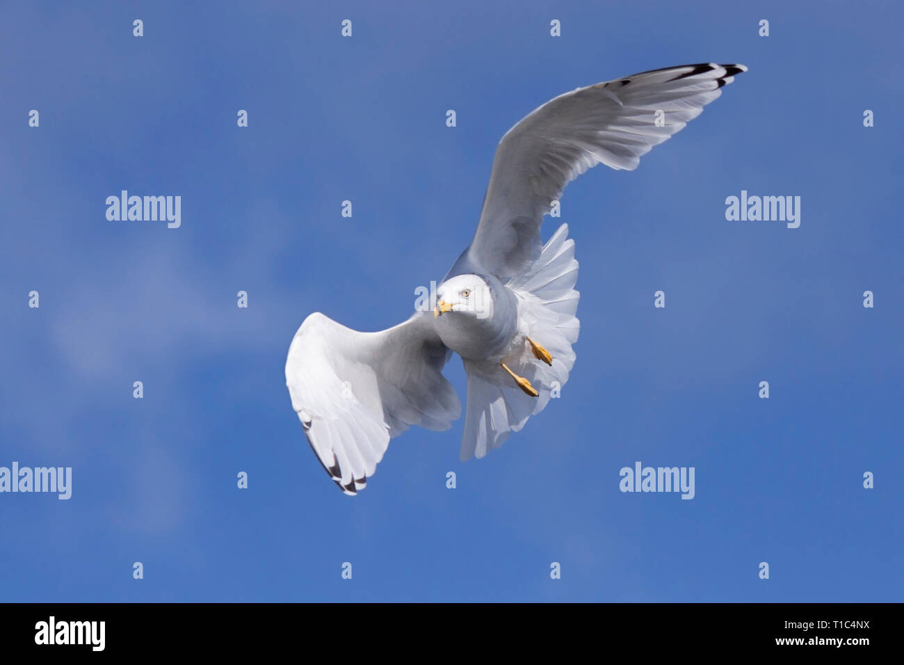 A ring-billed gull folds and curves its wings to ride the wind currents in the blue sky. Stock Photo