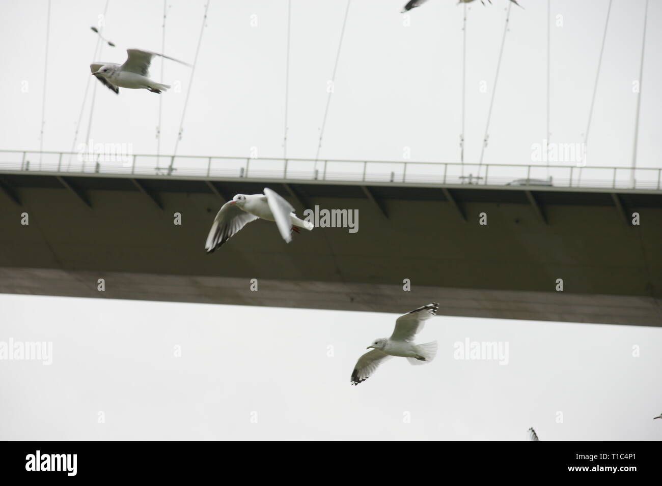 seagulls at the Humber Bridge Stock Photo
