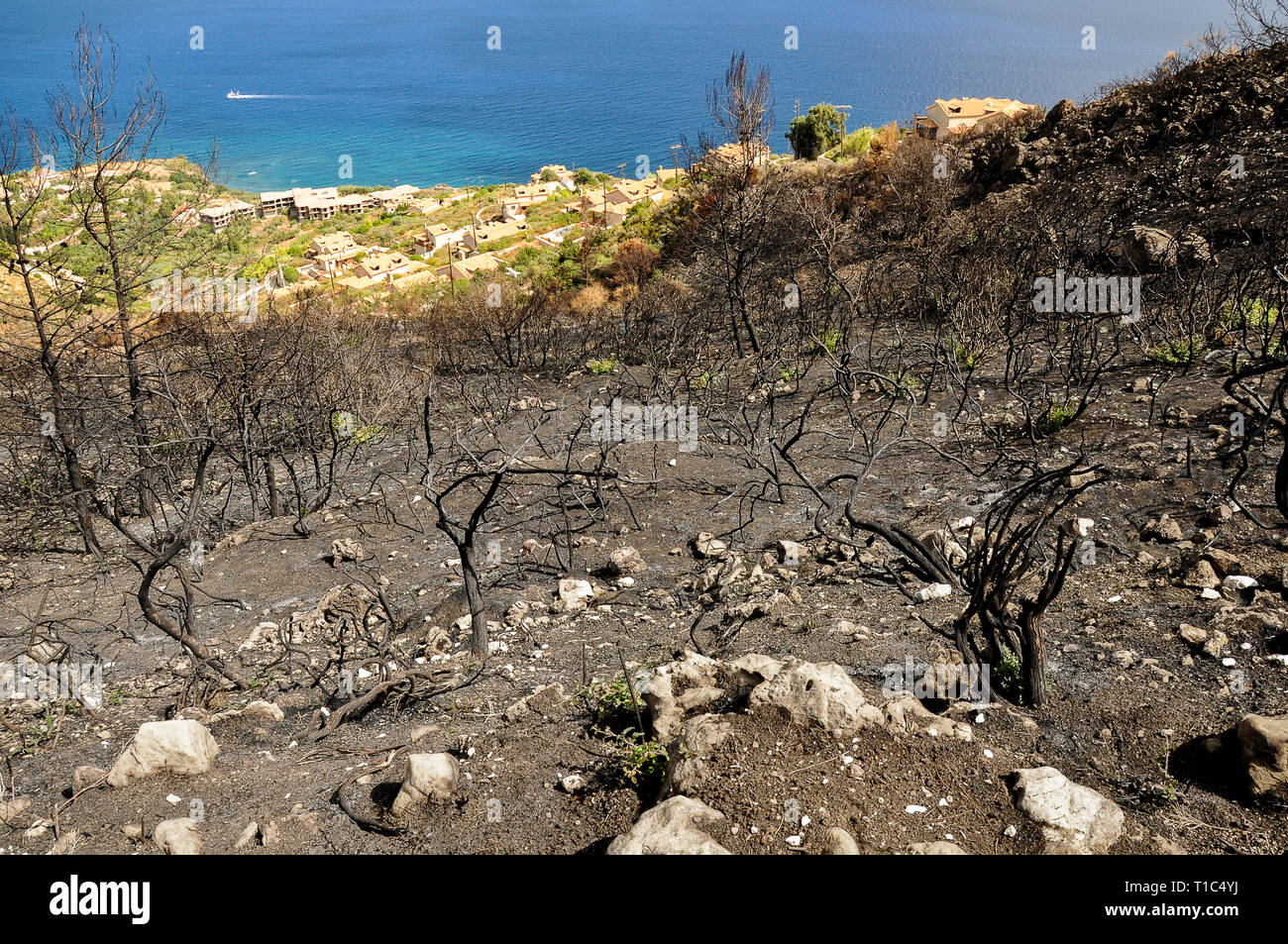 View of the black burned trees after disastrous forest fire on a hill. Mediterranean landscape in Greece after wildfire. Stock Photo