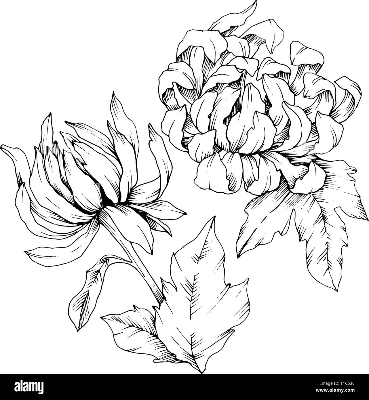 Vector Chrysanthemum floral botanical flowers. Black and white engraved ink art. Isolated flower illustration element. Stock Vector