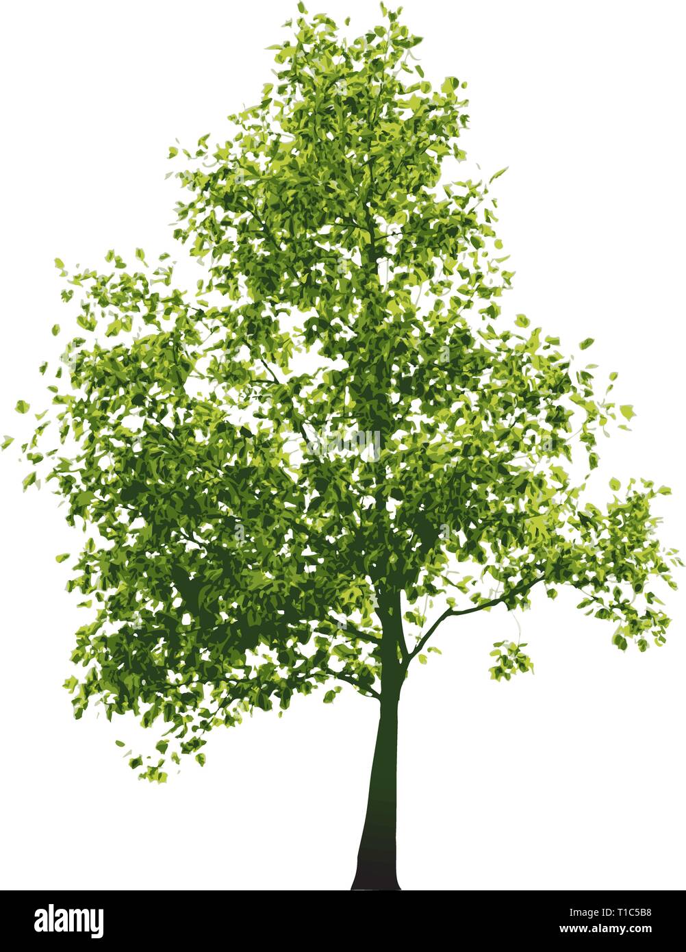 Vector green tree - isolated on white background Stock Vector Image ...
