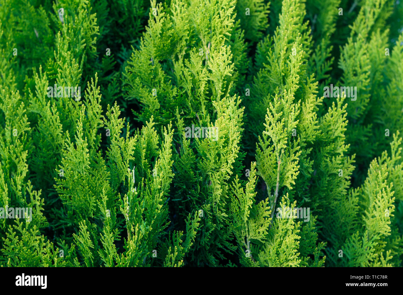 Thuja Coniferous Plant Texture. Green Floral Blank Background Stock Photo