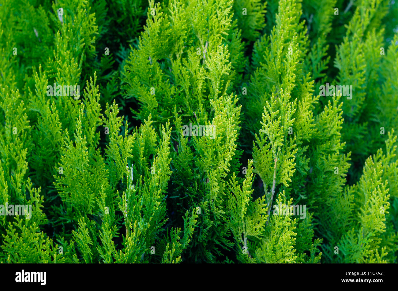 Thuja Coniferous Plant Texture. Green Floral Blank Background Stock Photo