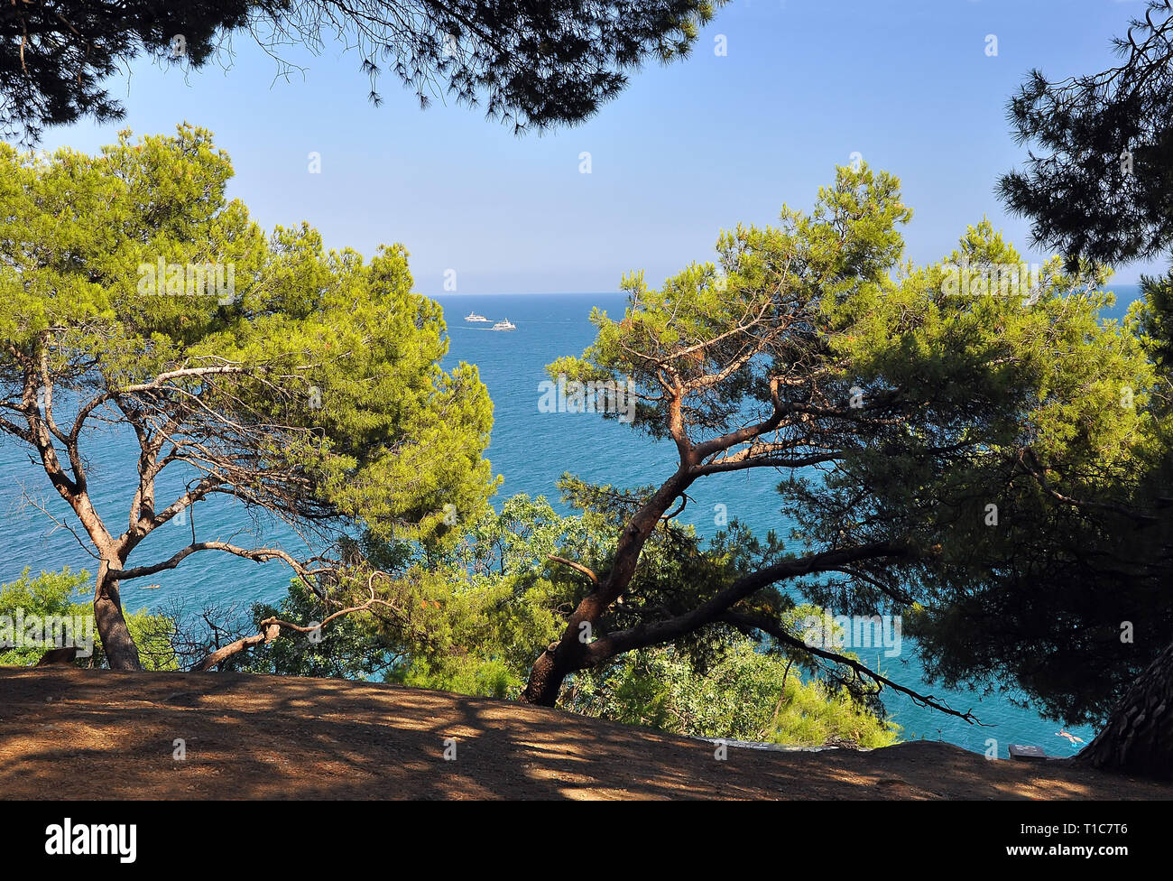 Pines grow on the shore of the blue sea against the sky and the sea, on which two ships sail. Crimea. Ukraine Stock Photo