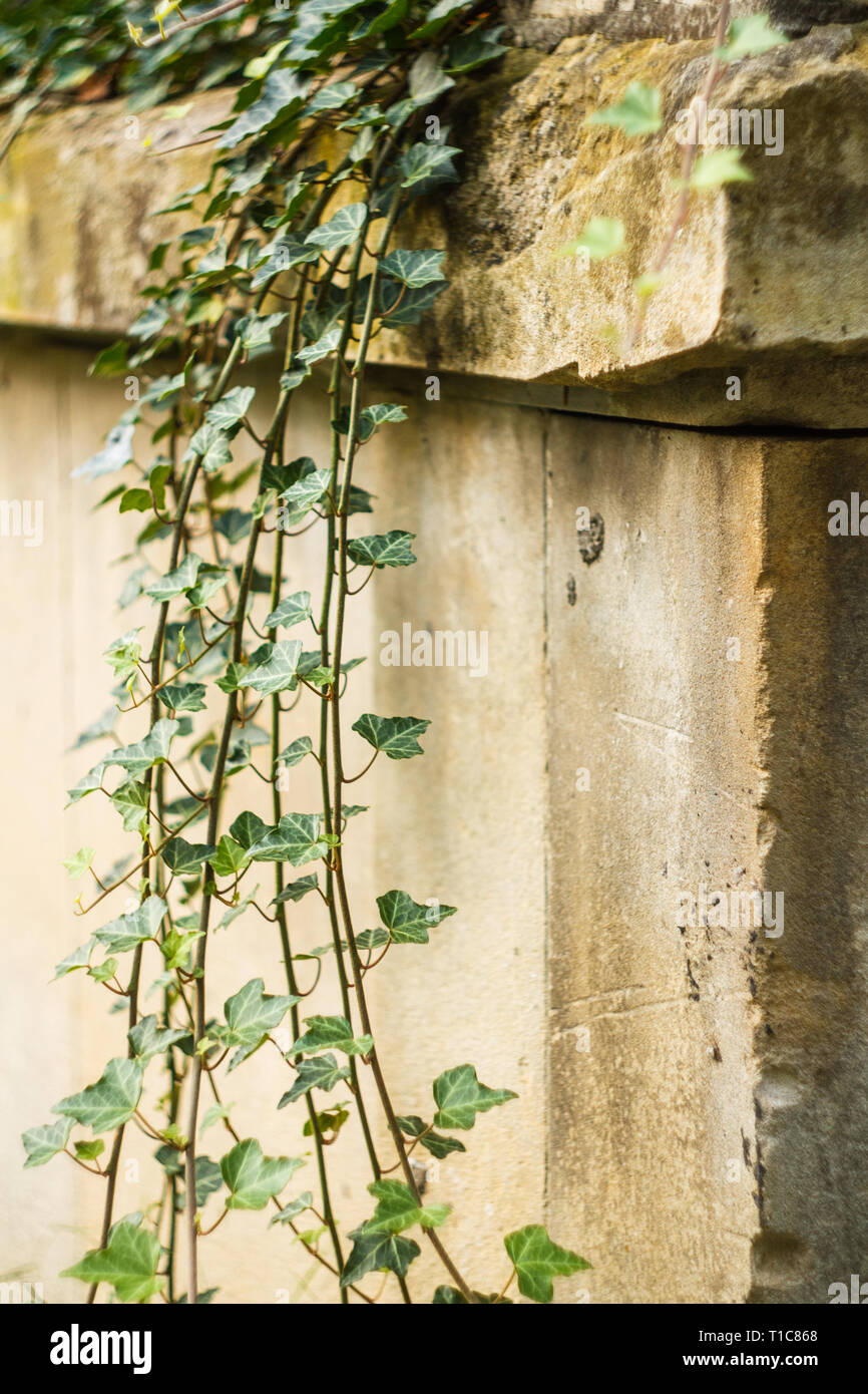 Ivy on Gray Concrete Plaster Wall. Blank Background Stock Photo