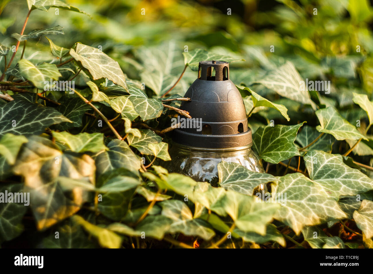 Ritual Candle Lantern in Dense Thickets of Ivy. Glyph of Prayer of Usobshim Stock Photo