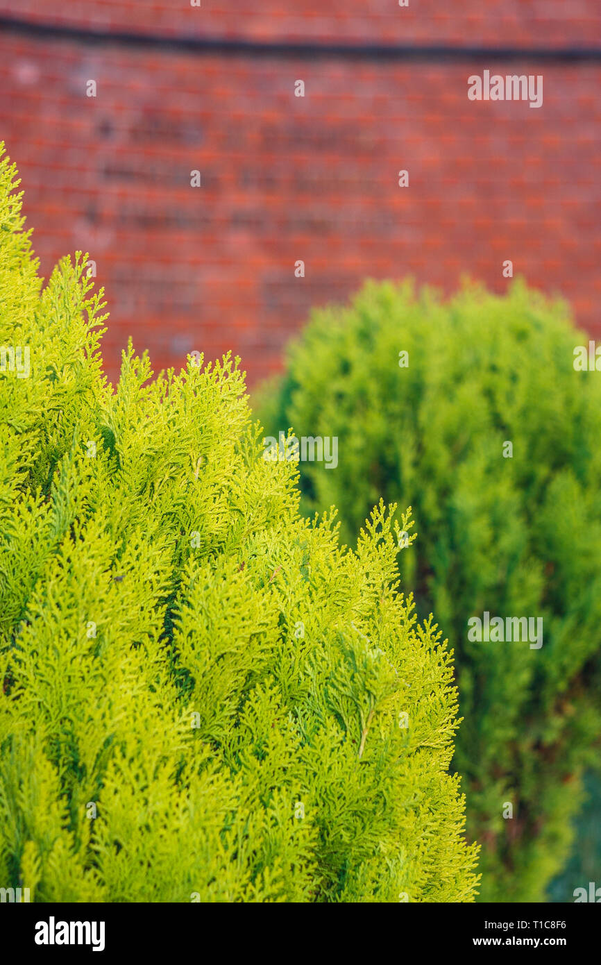 Thuja Coniferous Plant Against Red Brick Wall Texture. Green Floral