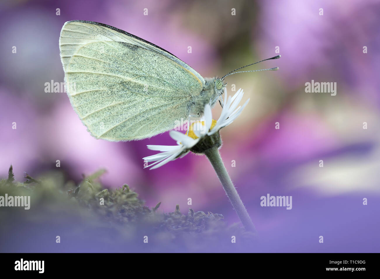 Wonderful portrait of large white butterfly (Pieris brassicae Stock Photo - Alamy