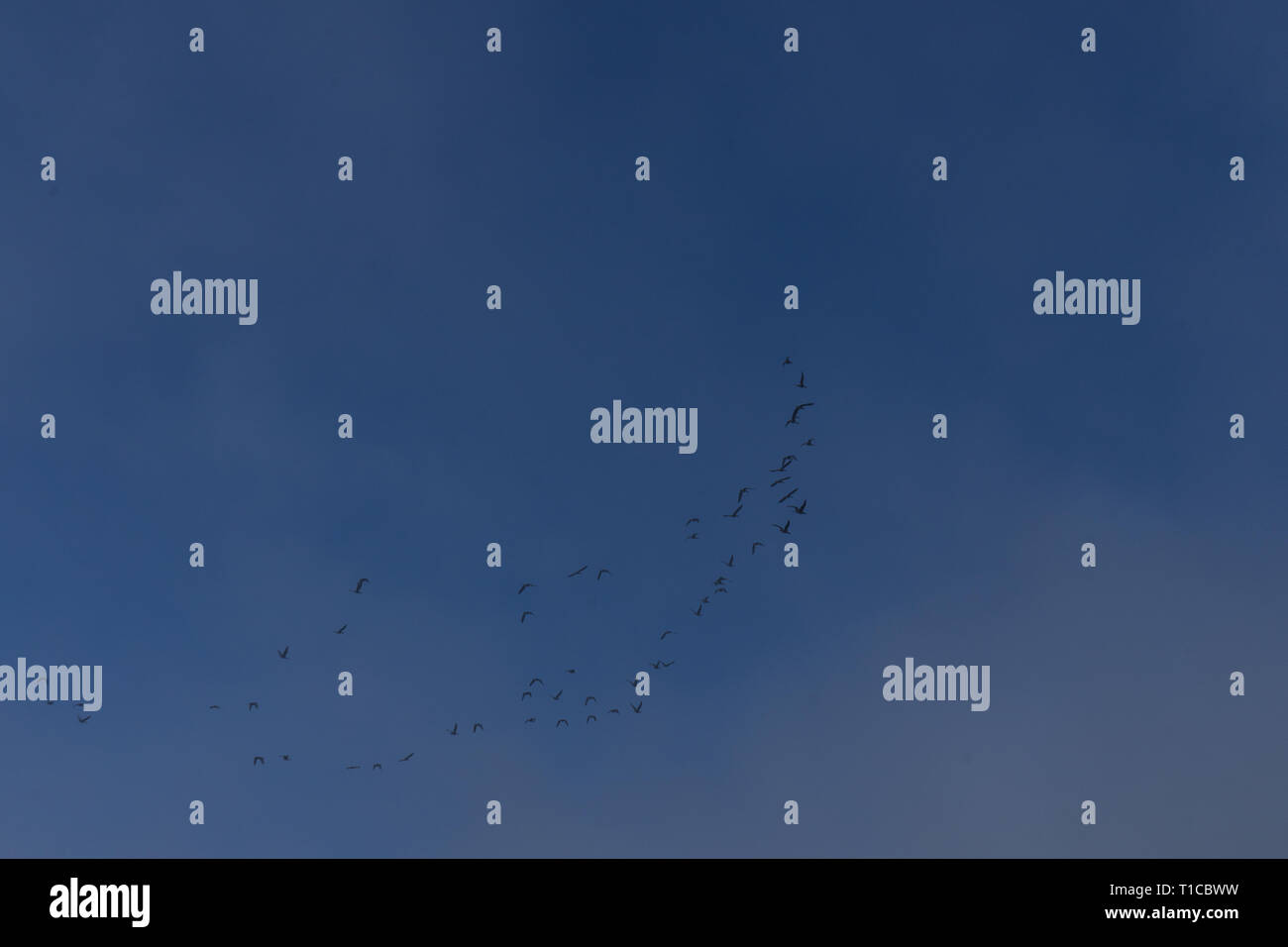 Flying cranes in the blue sky at autumn Stock Photo - Alamy