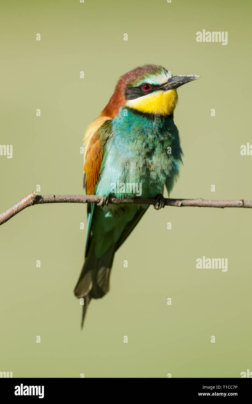 Male  European bee-eater, Latin name Merops apiaster, perched on a branch in warm lighting with dirt on its beak from digging out a nest hole Stock Photo