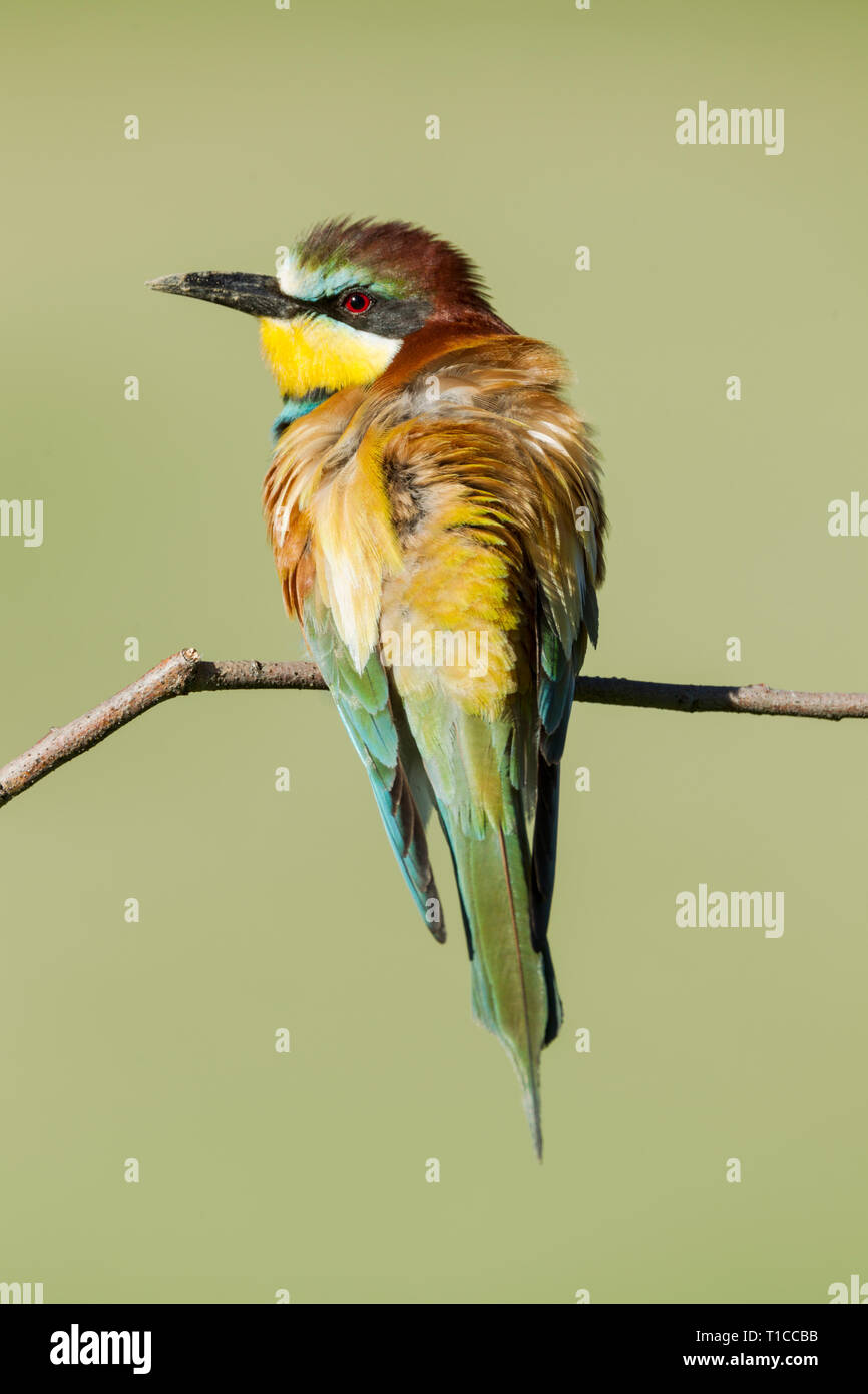 Male  European bee-eater, Latin name Merops apiaster, perched on a branch in warm lighting with dirt on its beak from digging out a nest hole Stock Photo