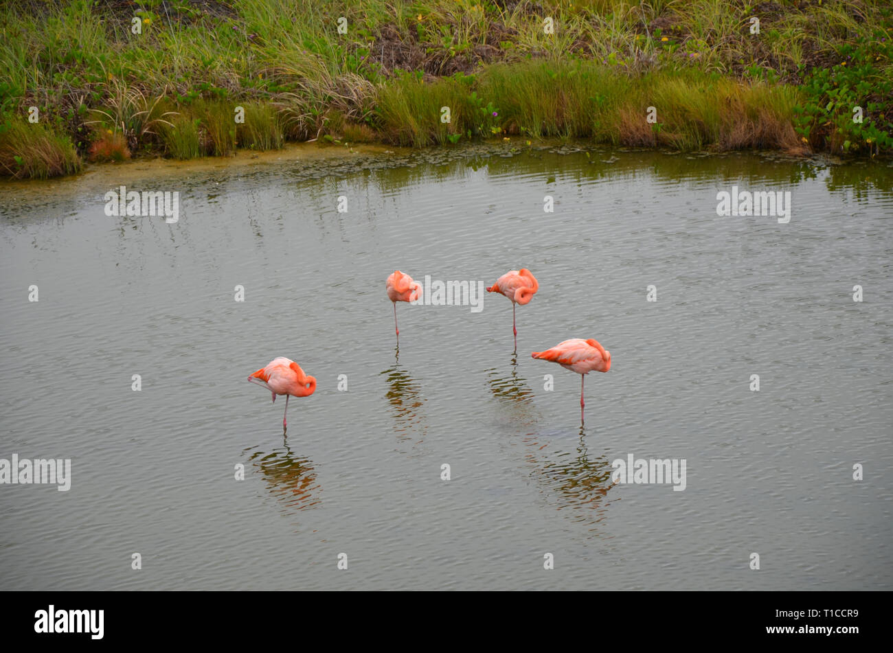 Flamingo Galapagos Isla Isabella Stock Photo