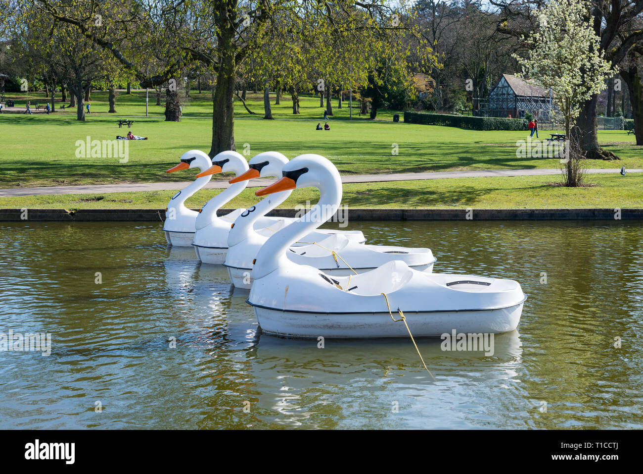 Swan pedalo hires stock photography and images Alamy