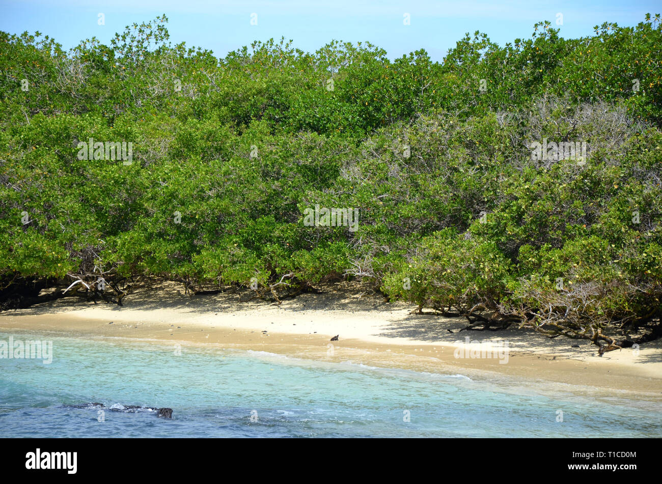 Galapagos Beach Adventure Mangroves Stock Photo
