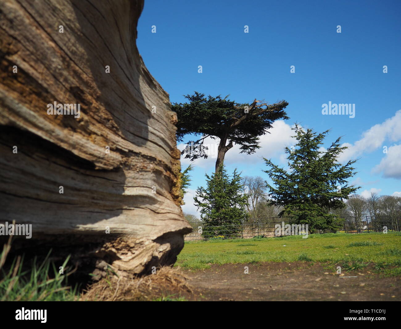 Cedar of Lebanon in Cassiobury Park - Watford Stock Photo
